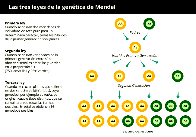 Ejemplos de las leyes de Mendel
