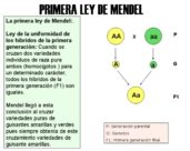 Primera ley de Mendel