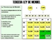 Tercera ley de Mendel